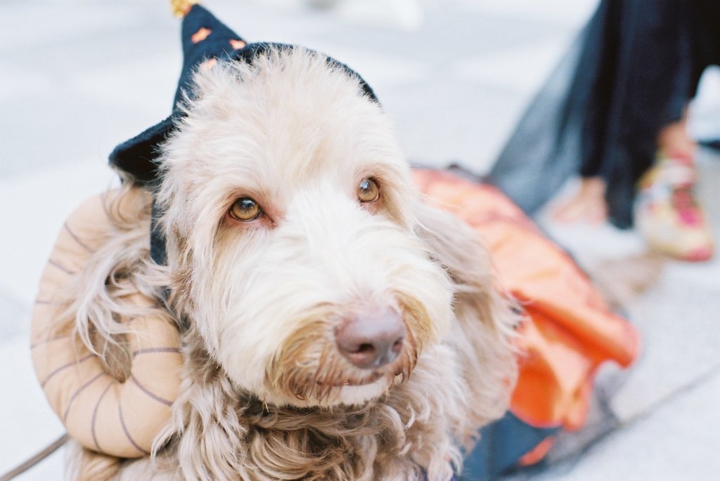 The dog which participates in Halloween