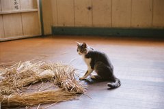 猫が藁にすがる日