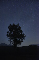 Tree and Stars