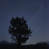 Tree and Stars