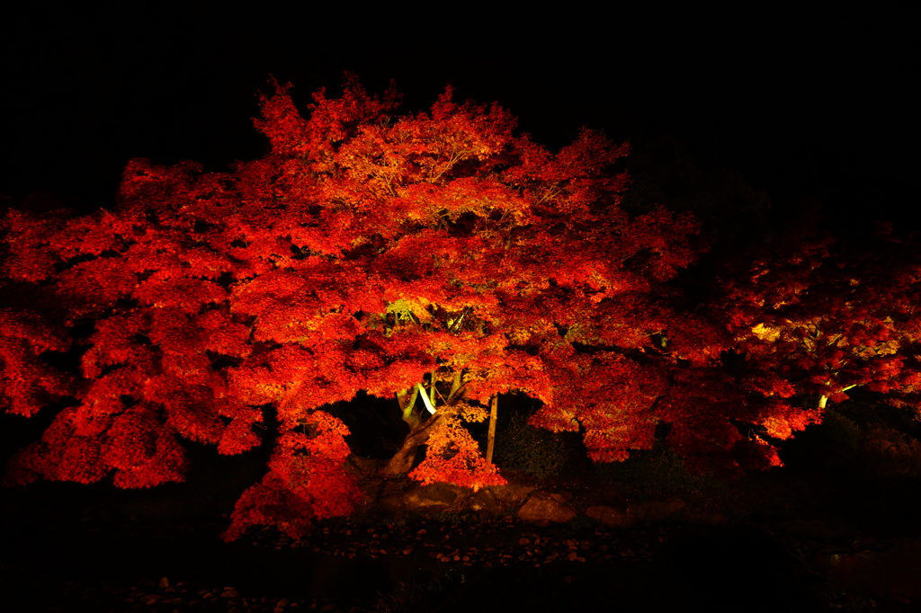 燃える紅葉