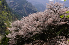 山間の大山桜