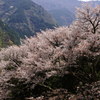 山間の大山桜