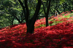 彼岸花の中で佇む