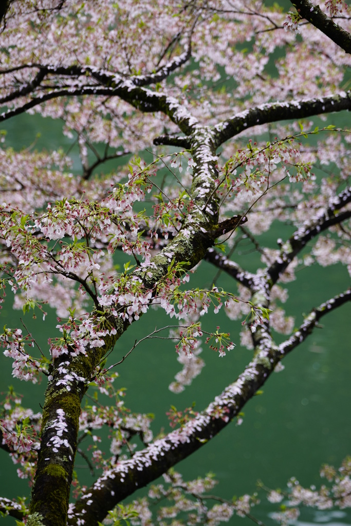 川岸の桜