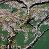川岸の桜