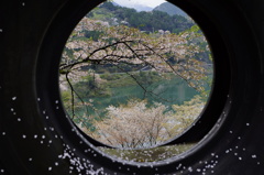 丸窓から見える桜