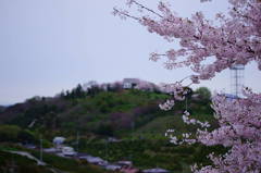 桜のある小さな丘
