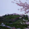 桜のある小さな丘