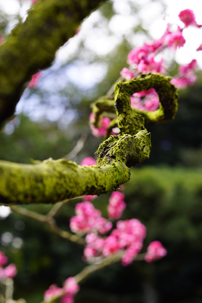 龍の枝
