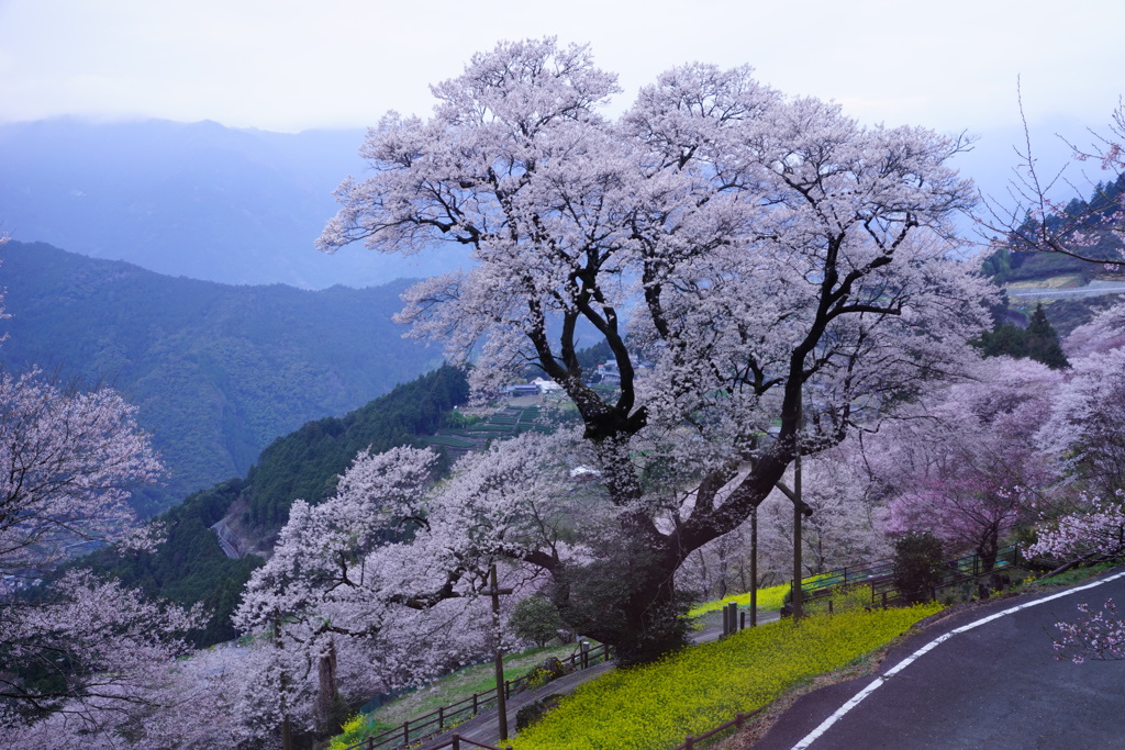 早朝の桜色