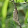 カマキリの卵のう