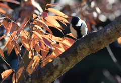 シジュウカラ