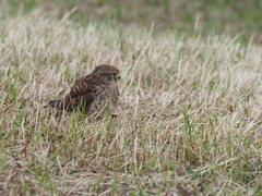 チョウゲンボウ