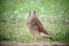 チョウゲンボウ