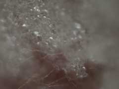 餅のカビ（白）約40倍