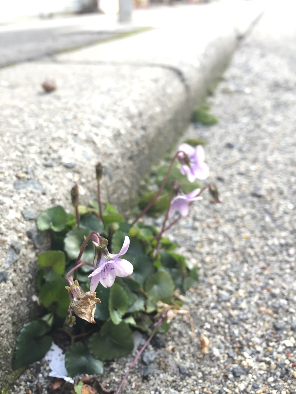街のスミレ2017
