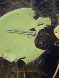 深泥池のトンボ