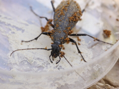 マイマイカブリ
