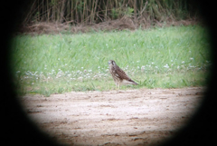 チョウゲンボウ