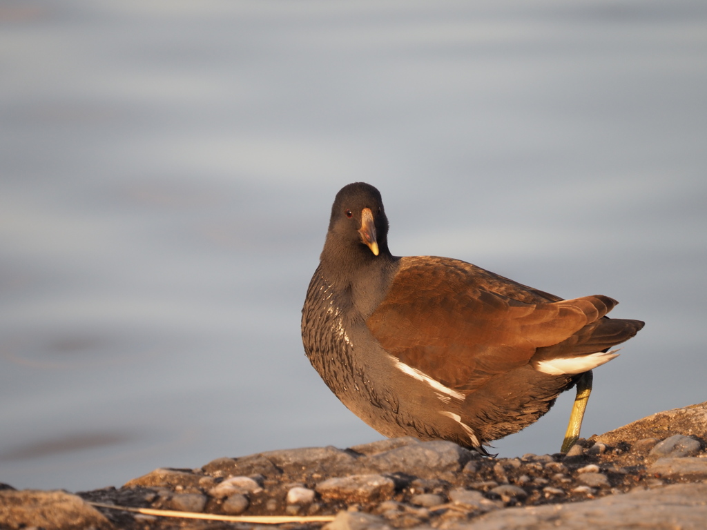 ババンバ　バン