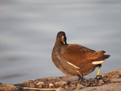 ババンバ　バン