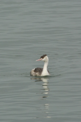 カンムリカイツブリ