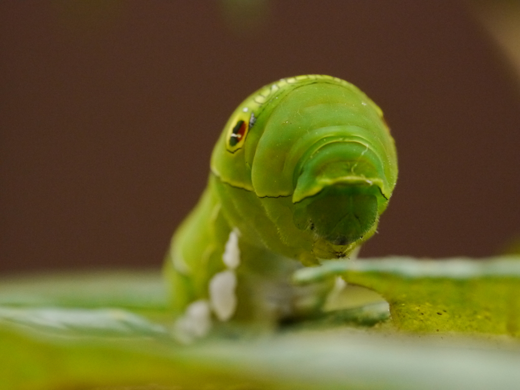 アゲハの幼虫 By Su2 Id7895368 写真共有サイトphotohito