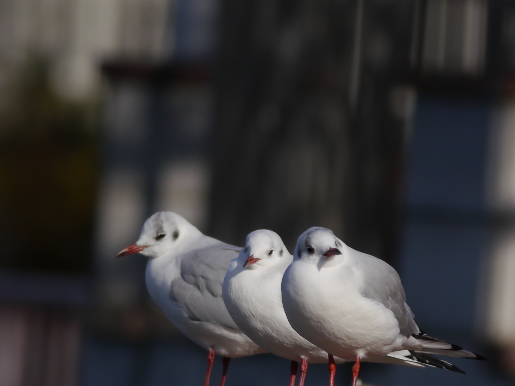 ユリカモメx3