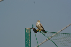 淀川のチョウゲンボウ2