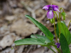 春のスミレ(紫、大きいの）