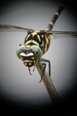 超望遠マクロ試写（RAW現像テスト）