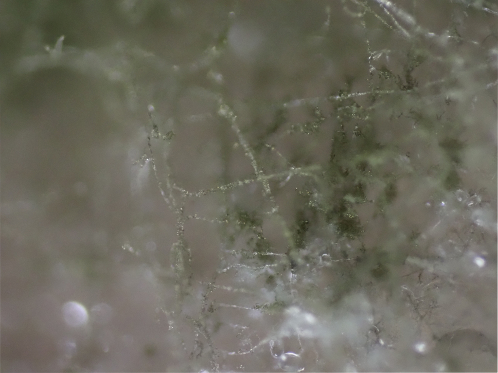餅のカビ（緑）約40倍