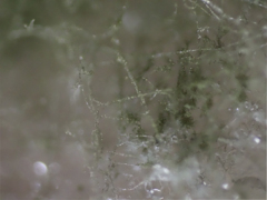 餅のカビ（緑）約40倍