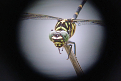 超望遠マクロ１