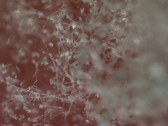 餅のカビ（白）約40倍