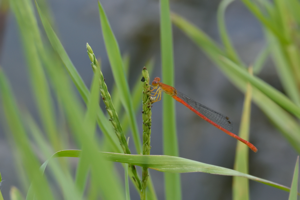 深泥池のトンボ