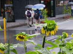 雨の湯布院