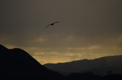 冬の空