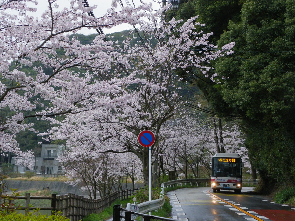 桜路線