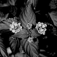 monochrome