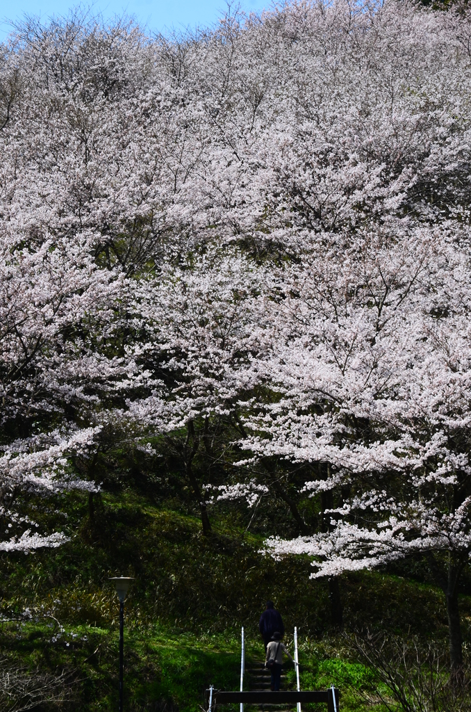 桜の森へ