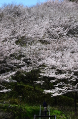 桜の森へ