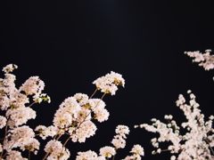 夜桜