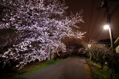 セルフ夜桜