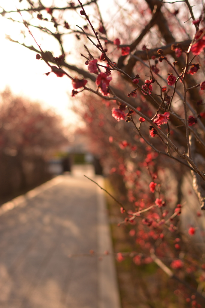 梅香る薬師寺