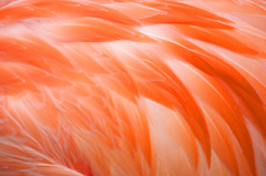 色鳥々