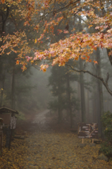 小雨参道