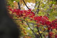 autumn road