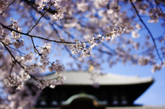 東大寺の桜